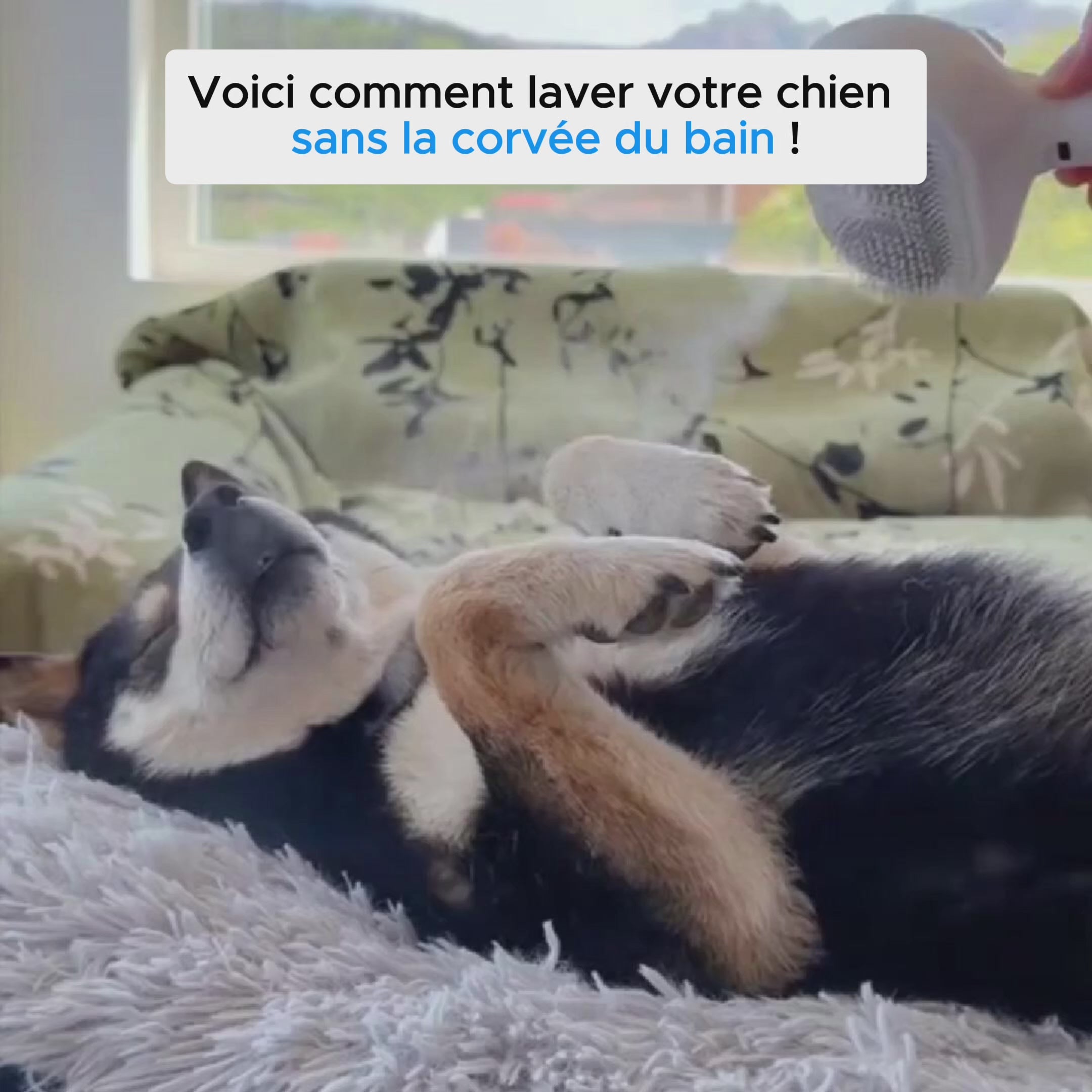 VapoBrosse AnimoPaw — Brosse de Toilettage Professionnelle pour Animaux de Compagnie