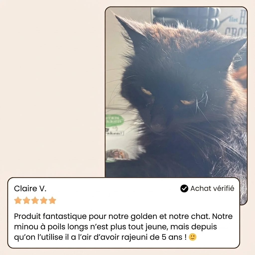 VapoBrosse AnimoPaw — Brosse de Toilettage Professionnelle pour Animaux de Compagnie